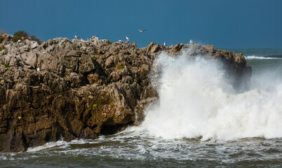 GAVIOTA PATIAMARILLA - YELLOW LEGGED GULL (Larus michahellis),Cantabrian Sea, Islares, Castro Urdiales Municipality, Cantabria, Spain, Europe