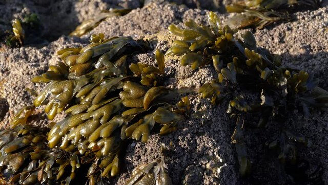Seaweed, algae, sea vegetables on a rock at the beach in Essaouira, Morocco. Slow-motion.