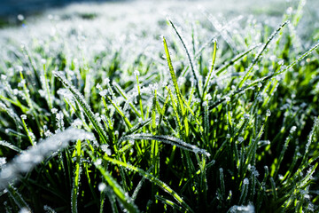 A meadow frozen by the dew, which is lit by the sun and makes the green, fresh grass glitter and sparkle