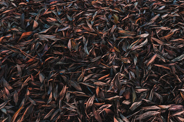 Background of dry leaves in the evening