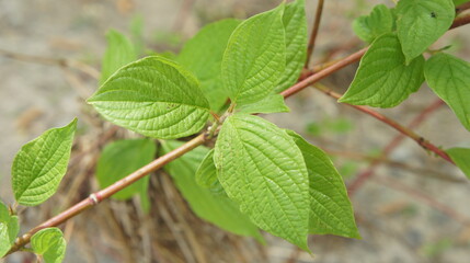 Branch with leaves close-up, green leaf