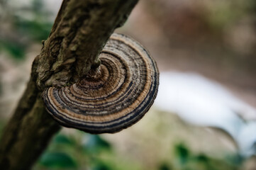 渓流に生えるサルノコシカケ