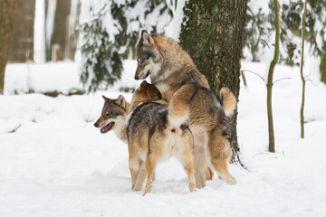 Europeans wolves playfully jumping on each other in a snow-covered winter landscape