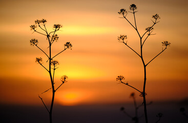 Obraz premium plantas en primar plano y al fondo atardecer color anaranjado