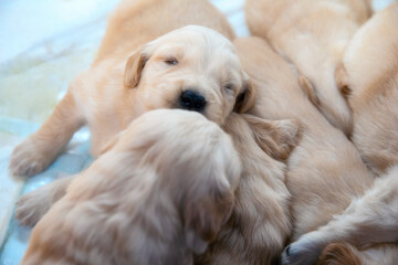 Golden Retriever Puppies