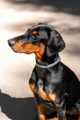 portrait of a beautiful purebred dog in profile. 4 month old doberman