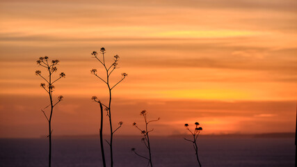 plantas en primar plano y al fondo atardecer color anaranjado