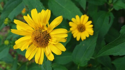 Yellow flowers on a green background leaves

