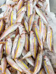 Red mullet fish at  market.