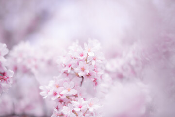 ピンクに染まる桜の背景