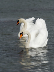 Mute swan on Lake Shinji