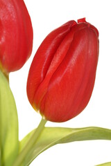 Rote Tulpe