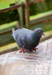 Funny Pigeon bird eating rolled oats outdoors.