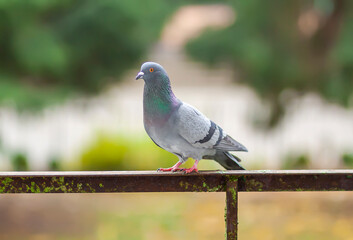 Funny Pigeon bird sitting on balcony railing outdoors.