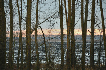 Obraz premium Winter sunset on the background of birches .