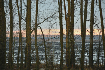 Winter sunset on the background of birches .