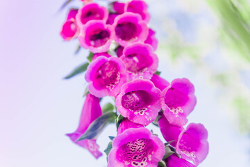 The purple flower is the Foxglove. Close up. Beautiful plant in the garden.
