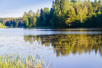 Beautiful nature in Russia. River, Bank with forest in summer.