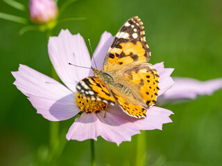 Painted Lady butterfly feeding from flower 15