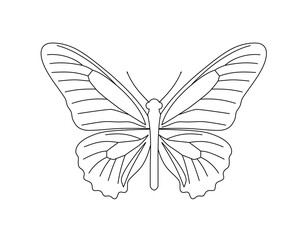 Fototapeta na wymiar Butterfly line art. Black and white vector illustration for coloring book.