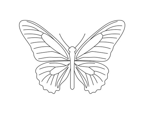 Butterfly line art. Black and white vector illustration for coloring book.