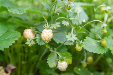Pineapple strawberries, very tasty berries in the garden. White fragrant strawberries grow on the Bush.
