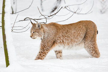 Eurasian bobcat Lynx lynx finding its path in snow-covered winter landscape