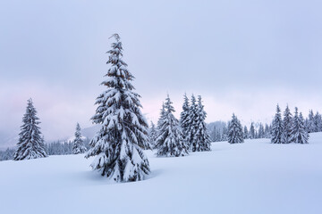  Beautiful landscape on the cold winter day. High mountain. Pine trees in the snowdrifts. Lawn and forests. Snowy background. Nature scenery. Location place the Carpathian, Ukraine, Europe.