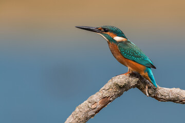 A male common kingfisher (Alcedo atthis) sitting on a branch above water