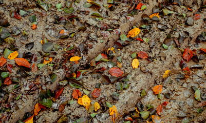 traces of cars in the mud