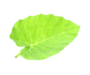 Obraz premium Giant Taro plant leaves isolated on white background.