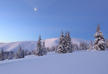 Amazingl landscape on the cold winter day. High mountain. Pine trees in the snowdrifts. Lawn and forests. Snowy background. Nature scenery. Location place the Carpathian, Ukraine, Europe.