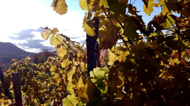 Weinberg im Herbst