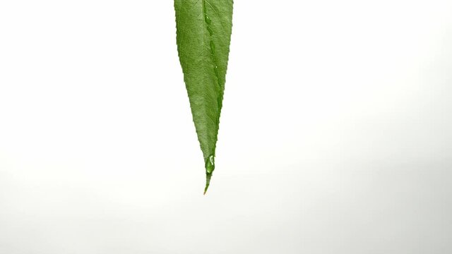Green osier leaf with water drop on white background