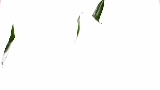 Falling green osier leaves on white background