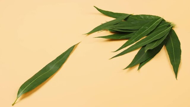 Green osier leaves on color background