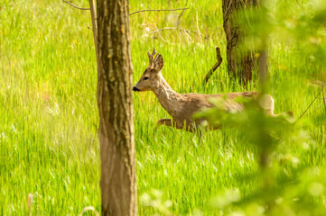 View on a roe deer in the forest