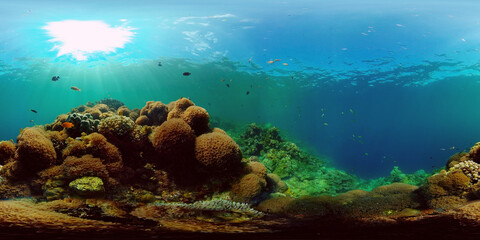 Naklejka premium Underwater fish garden reef. Reef coral scene. Seascape under water. Philippines. Virtual Reality 360.