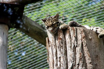 Clouded leopard on a tree trunk in his enclosure at Ouwehands Zoo in Rhenen