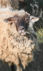 Domestic ram who smokes a cigarette