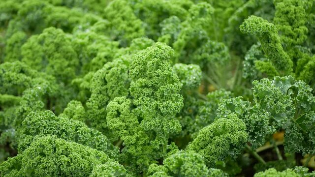 Cabbage leaf curly kale winter plant field leaves bio organic plantation harvest vegetables Brassica oleracea sabellica cultivars green, bush farming resistant frost salad ornamentals farm garden