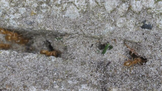 gelbe wiesenameisen zwischen terrassenplatten im garten, lasius flavus, 50fps
