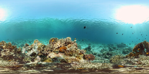 Naklejka na ściany i meble Tropical underwater sea fish. Colourful tropical coral reef. Scene reef. Philippines. Virtual Reality 360.