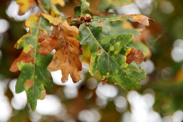 Brown, red, yellow and orange leaves on trees, hedges and the ground during Fall