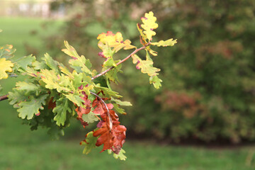 Brown, red, yellow and orange leaves on trees, hedges and the ground during Fall