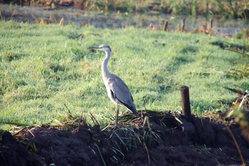 Heron along the side of the water searching for fish or frog
