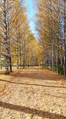 birch alley Golden autumn looks especially beautiful