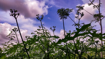 flowers and sky