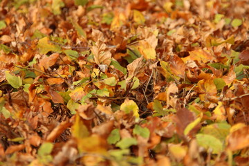 Colored leaves of the beech hedge illuminated by the sunlight during the fall