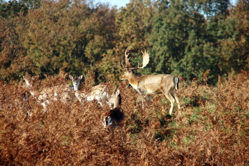 Fallow deer in the Amsterdam Waterleidingduinen
